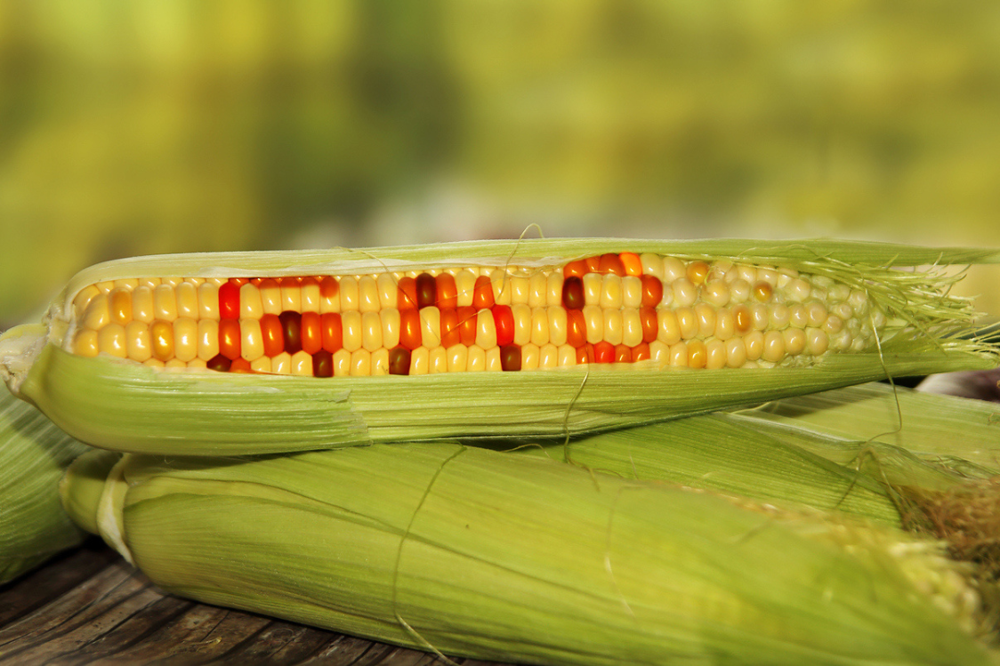 Генетично модифицирани растения