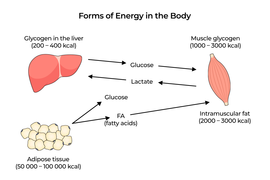 Форми на енергия в черния дроб Форми на енергия в тялото