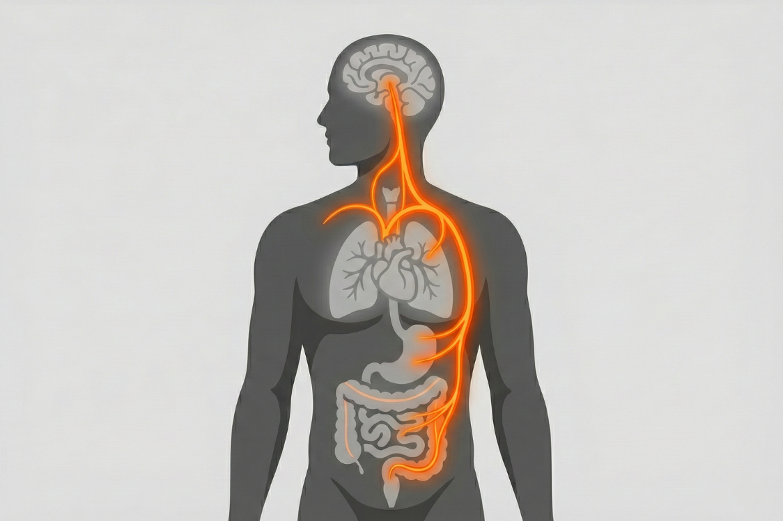 Ос черва-мозък Ос черва-мозък